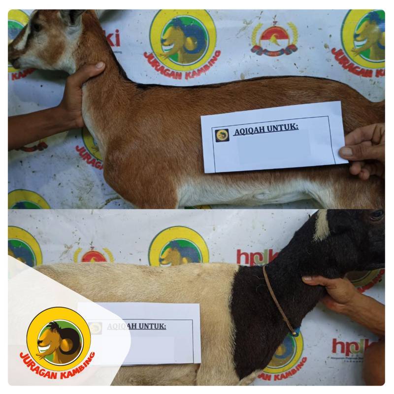 Juragan-Kambing-Aqiqah-14