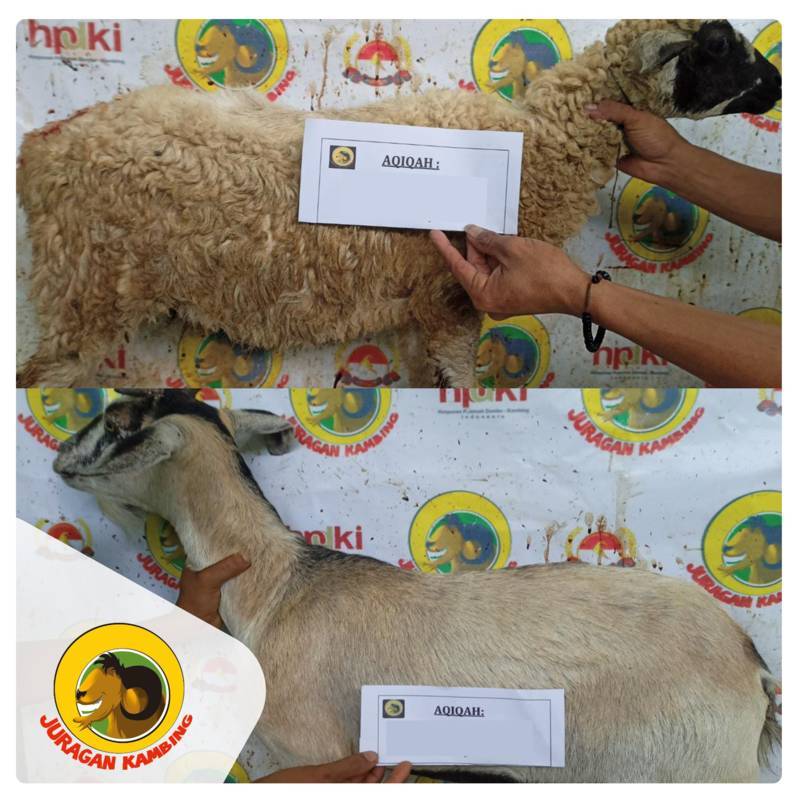 Juragan-Kambing-Aqiqah-36